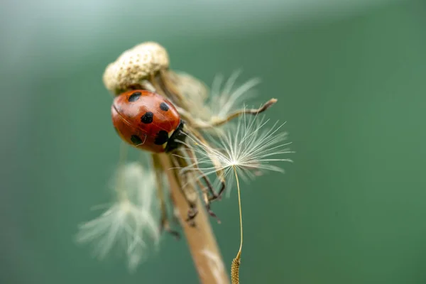 Gros Plan Une Coccinelle Sur Une Fleur Pissenlit Sur Fond — Photo