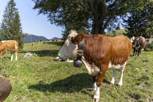 Krásný Výhled Krávy Pasoucí Louce — Stock fotografie