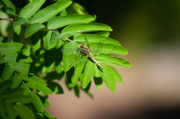 Une Prise Vue Sélective Des Plantes Vertes Dans Verdure — Photo