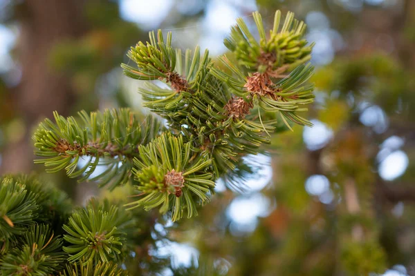 Gros Plan Branches Pin Étang Sous Lumière Soleil Avec Fond — Photo