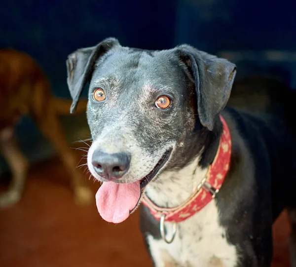 Eine Nahaufnahme Eines Catahoula Hundes — Stockfoto