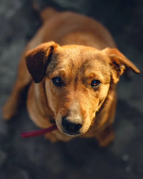 可愛い茶色の子犬のトップビュー — ストック写真