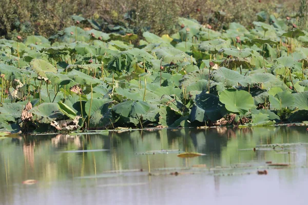 Beau Cliché Herbe Plantes Près Lac Dans Parc Mincio Italie — Photo