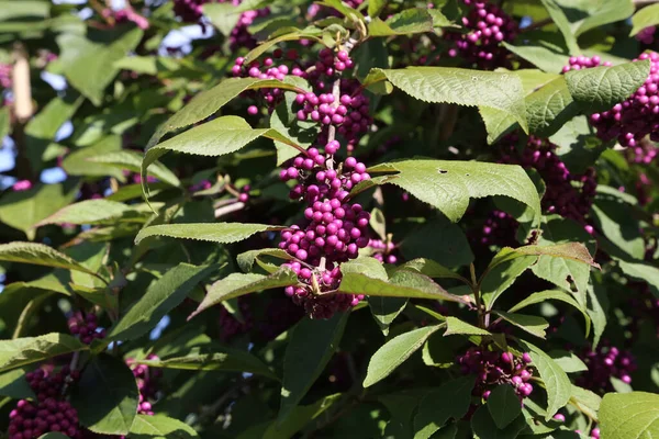 Egy Közeli Kép Callicarpa Bodinieris Napfény Alatt — Stock Fotó