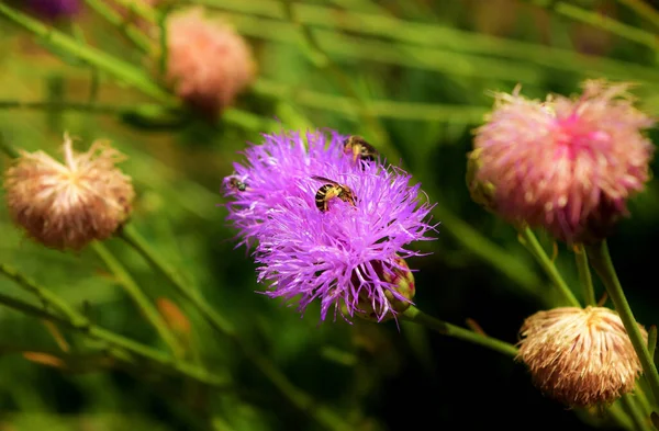 Ένα Κοντινό Πλάνο Των Μελισσών Που Συλλέγουν Γύρη Μαλτέζικα Λουλούδια — Φωτογραφία Αρχείου