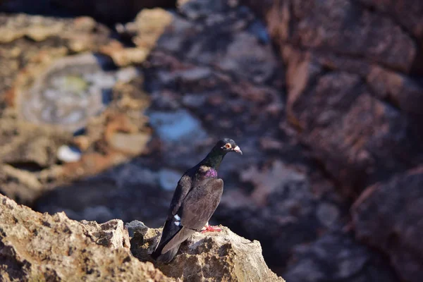 Pigeon Sauvage Noir Sur Les Falaises Malte — Photo