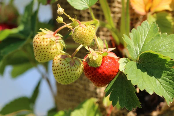 Een Close Shot Van Aardbei — Stockfoto