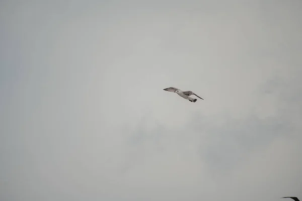 Beautiful Closeup Shot Single Seagull Flying Sky — Stock Photo, Image