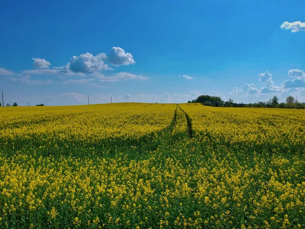 Tiro Pintoresco Campo Colza — Foto de Stock