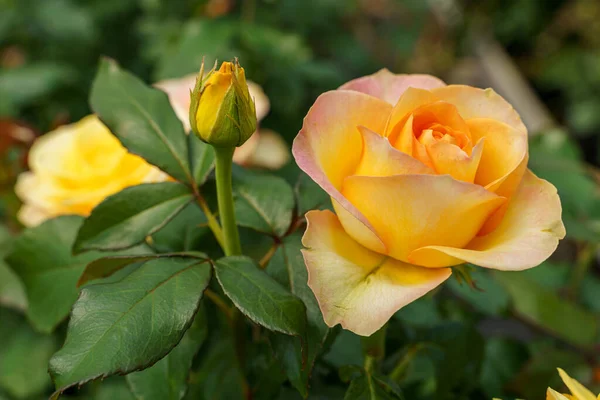 Zbliżenie Ujęcie Słodkiej Róży Pod Słońcem — Zdjęcie stockowe