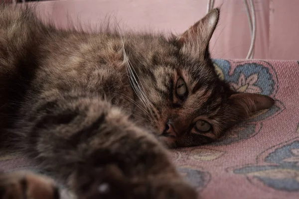 Nahaufnahme Einer Braunen Katze Die Auf Einem Tuch Liegt Und — Stockfoto
