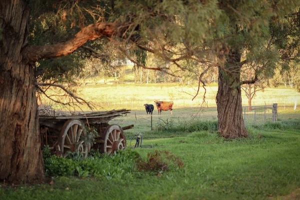 Ancien Chariot Bois Sur Une Route Rurale — Photo