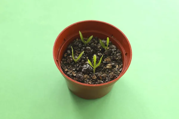 Primer Plano Plantas Jóvenes Creciendo Una Maceta Plástico Marrón Sobre — Foto de Stock