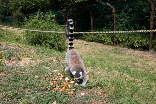 Germania Lug 2019 Animali Selvatici Nello Zoo Thuele Germania — Foto Stock