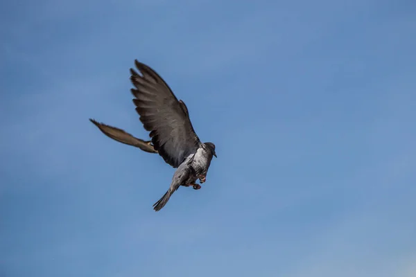 Gökyüzünde Uçan Bir Güvercin — Stok fotoğraf
