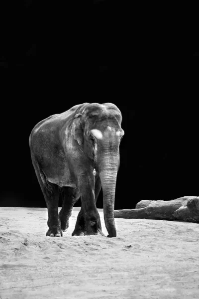 Egy Függőleges Szürkeárnyalatú Kép Egy Elefántról Állatkertben Sötét Háttérrel — Stock Fotó