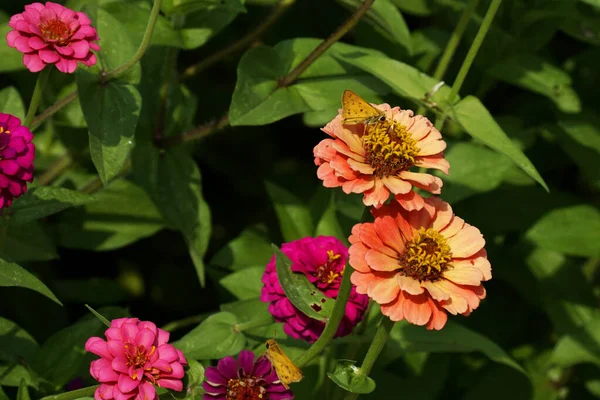 Een Close Van Zinnia Bloemen Met Een Vlinder Bovenop — Stockfoto