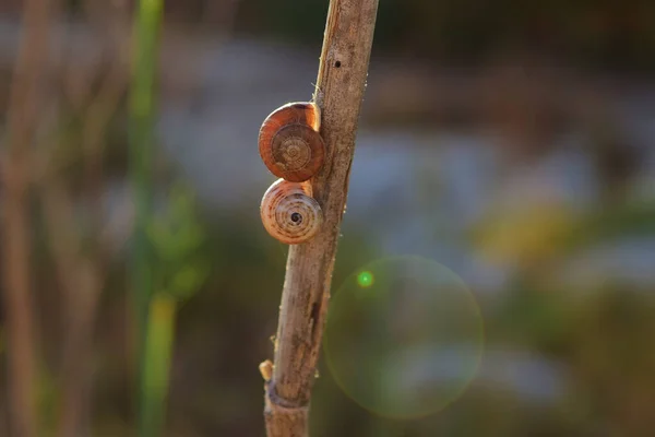 Mise Point Sélective Deux Petits Escargots Sur Une Brindille — Photo