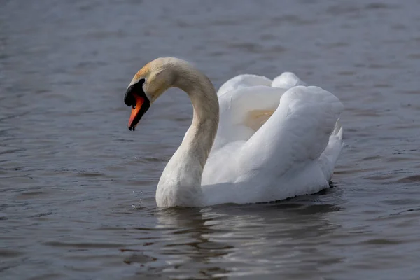 Cisne Branco Nadando Uma Lagoa — Fotografia de Stock