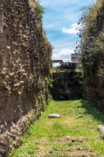 Ruinerna Forntida Romerskt Forum Med Grönska Rom Italien — Stockfoto