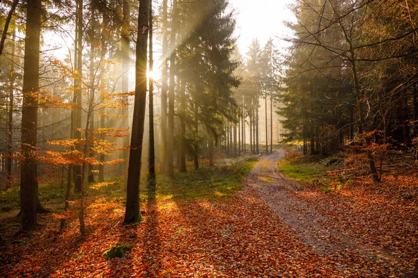 Ein Atemberaubender Blick Auf Den Frühmorgendlichen Sonnenaufgang Wald Mit Schönen — Stockfoto