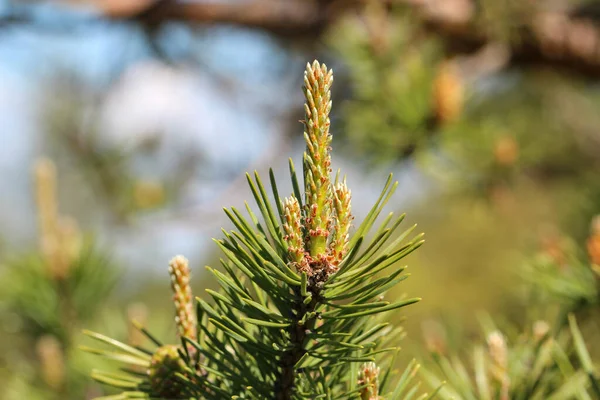 Een Close Van Een Jonge Groene Dennentak Het Naaldbos — Stockfoto