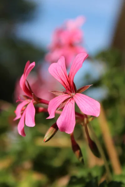 Een Close Shot Van Mooie Roze Lobelia Bloemen Een Tuin — Stockfoto