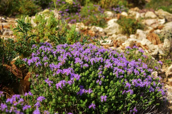 Primer Plano Arbusto Tomillo Mediterráneo Plena Floración — Foto de Stock