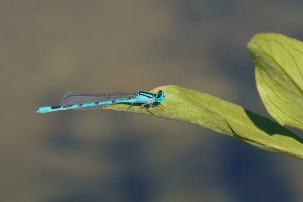 Closeup Shot Dragonfly Plant — Stock Photo, Image