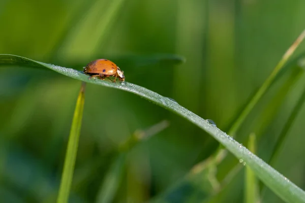 草上瓢虫的选择性聚焦镜头 — 图库照片