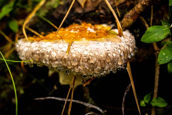 Egy Közeli Felvétel Egy Nedves Gombáról — Stock Fotó