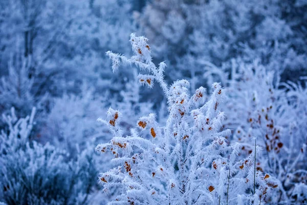 Closeup Shot Rosehip Branches Covered Frost — Stock Photo, Image