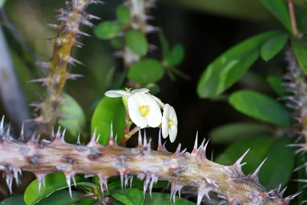 Close Flores Silvestres Campo — Fotografia de Stock