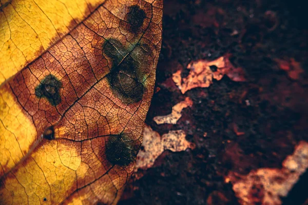 Gros Plan Feuilles Automne Sèches — Photo