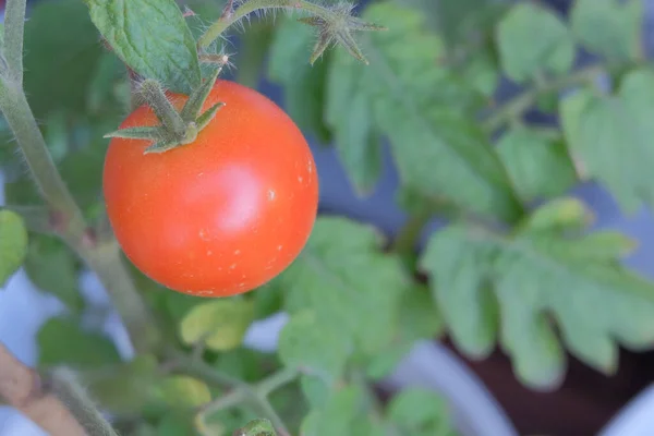 Enfoque Selectivo Tomate Fresco Maduro Jardín — Foto de Stock