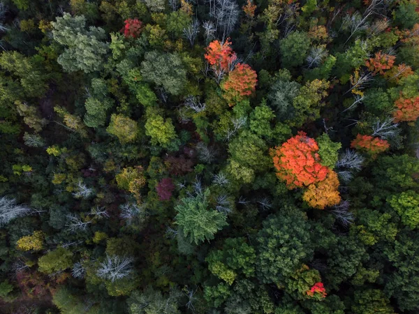 Zdjęcie Lotnicze Kolorowego Jesiennego Lasu — Zdjęcie stockowe