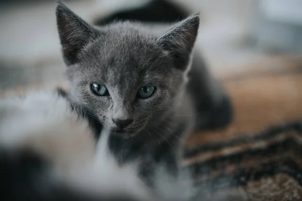 Gatinho Cinza Adorável Olhando Para Câmera — Fotografia de Stock