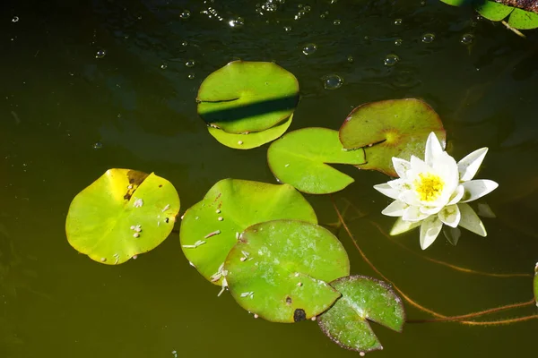 水の中の美しい神聖な蓮の花 — ストック写真