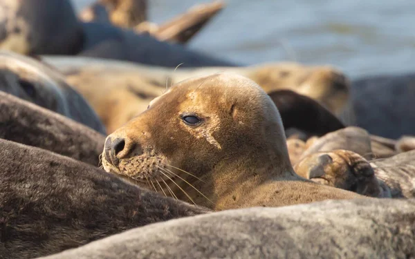 Grupo Leões Marinhos Bonitos Que Jazem Costa Mar — Fotografia de Stock