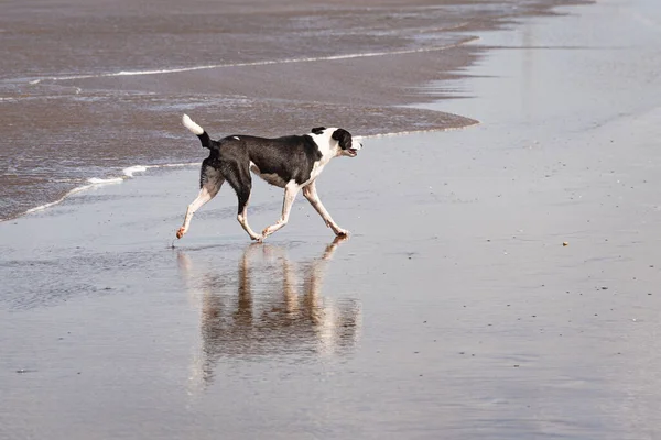 Cane Bianco Nero Che Cammina Sulla Spiaggia Giorno — Foto Stock