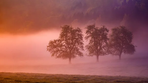 Hermoso Paisaje Paisaje Con Árboles Cubiertos Niebla Atardecer — Foto de Stock