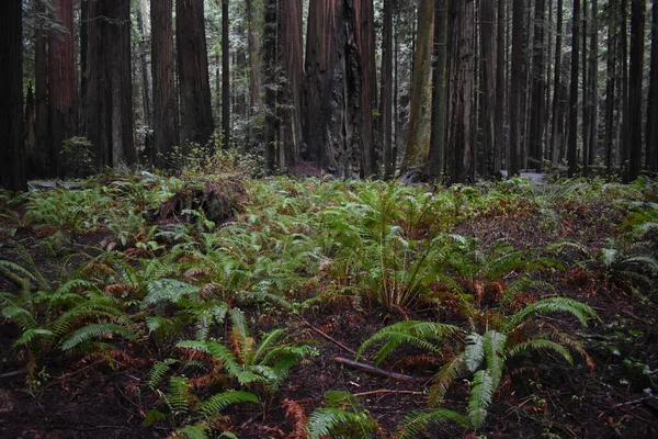 Ağaçlar Çalılar Her Yerde Yosun Olan Yağmurlu Bir Ormanın Güzel — Stok fotoğraf