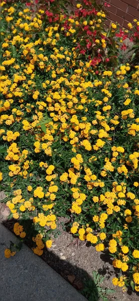 Eine Nahaufnahme Von Schönen Blumen Sonnenlicht — Stockfoto