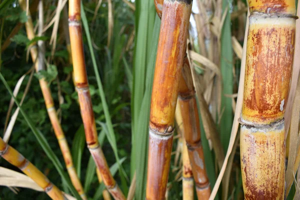 Närbild Växande Sockerrör Plantagen — Stockfoto