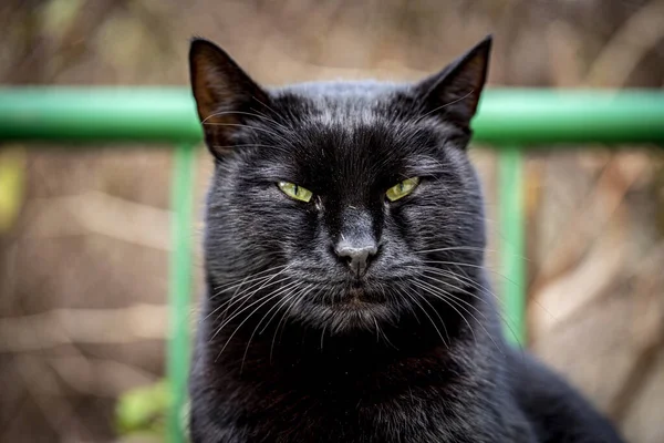 Närbild Skott Grinig Svart Katt Suddig Bakgrund — Stockfoto