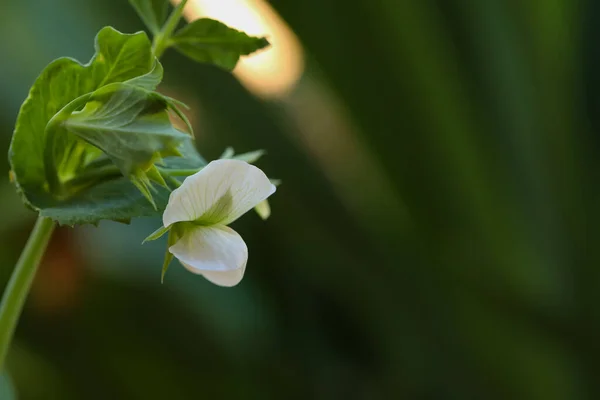 Eine Nahaufnahme Von Erbsenblume — Stockfoto