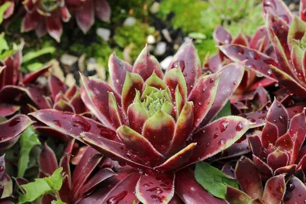 Μια Κοντινή Φωτογραφία Βρεγμένο Λουλούδι Sempervivum Στον Κήπο — Φωτογραφία Αρχείου