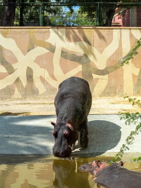 Plan Vertical Hippopotames Dans Zoo — Photo