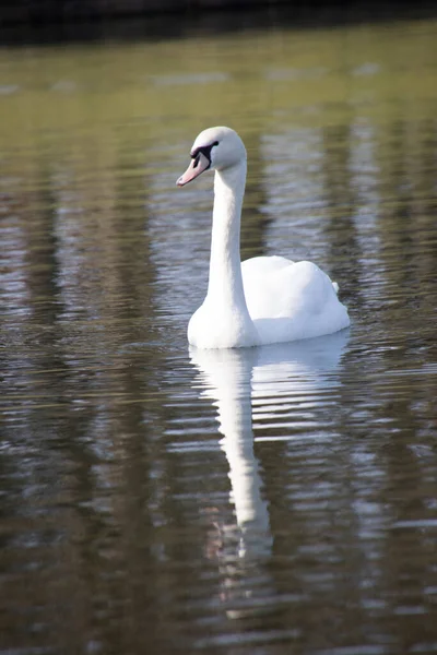 Hermoso Cisne Blanco Estanque — Foto de Stock