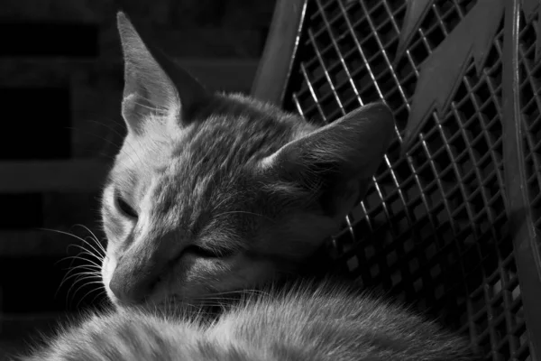 ブラジルのショートヘアの猫の灰色のショット — ストック写真